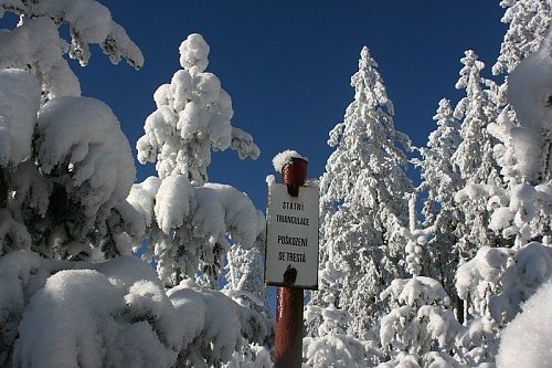 Pažení