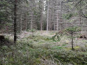 Hengstberg