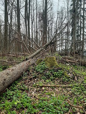 Smrčina SZ2