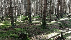 Mlýnský vrch