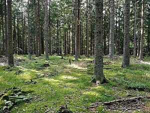 Vorderer Schanzer Berg