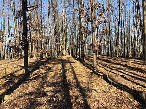 Tlustá hora - SV vrchol