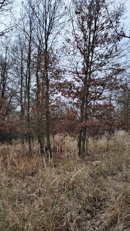 Ořechovka