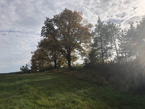 Buděšina