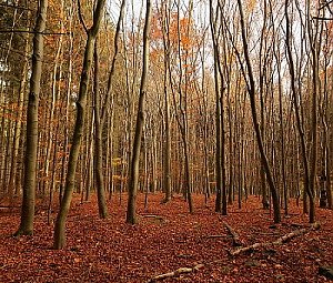 Buková hora - Z vrchol