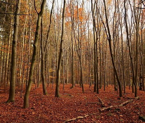 Buková hora - Z vrchol