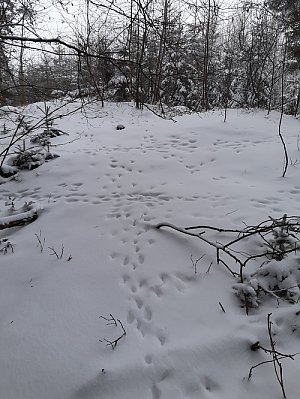 Hůrka u České Rybné Z vrchol