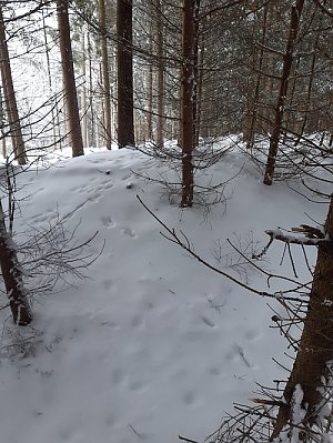 Hůrka u České Rybné SZ vrchol