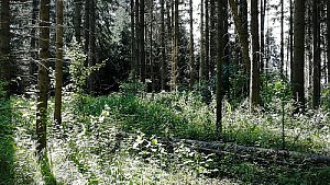 Jungvirtův kopec