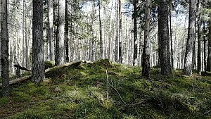 Nad Dlouhým Borem