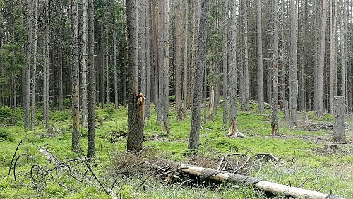 Spálený - SZ vrchol, autor: Vladimír Grančay