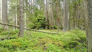 Above the Bear Path