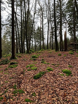 Planina
