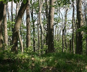 Medvědí vrch - V vrchol