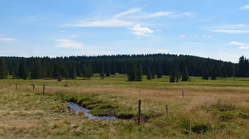 Smrčina