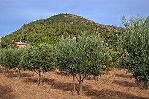 Puig de Randa