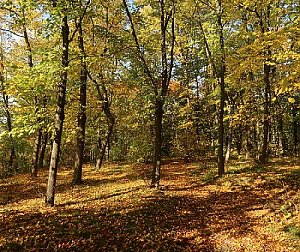 Lobezský park - sever