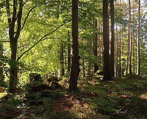 Nad Lučinským potokem - S vrchol II