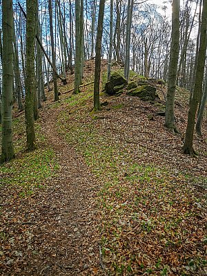 Trlina Z vrchol 