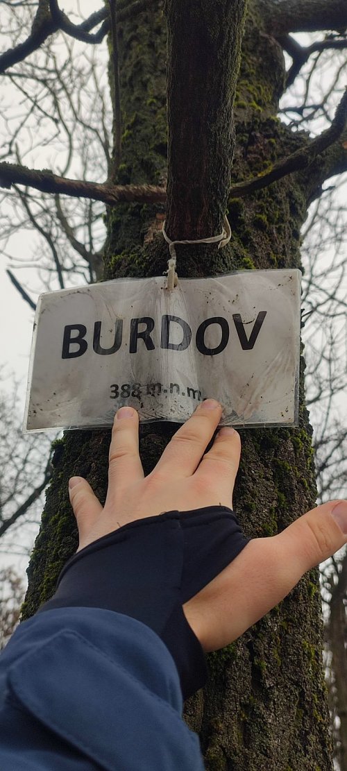 Burdov