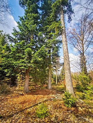 Vrch nad Potštátskými skálami