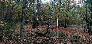Škorpión