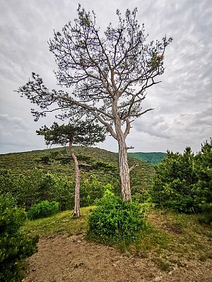 Frauenstein