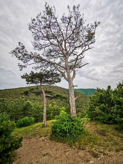 Frauenstein