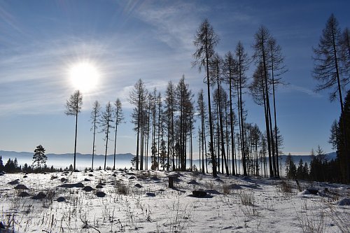 Peterská Sadienka