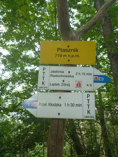 Ptasznik