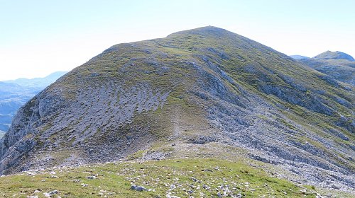 Hühnerkrallkopf