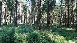 Königshöhe