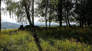 Bučina