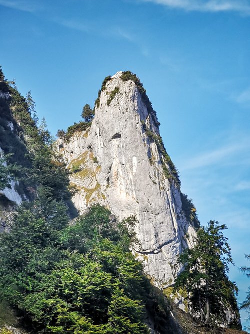 Bierfasselkopf