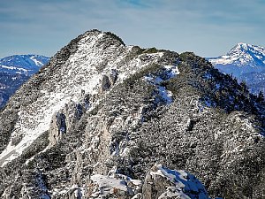 Kleiner Wildkamm