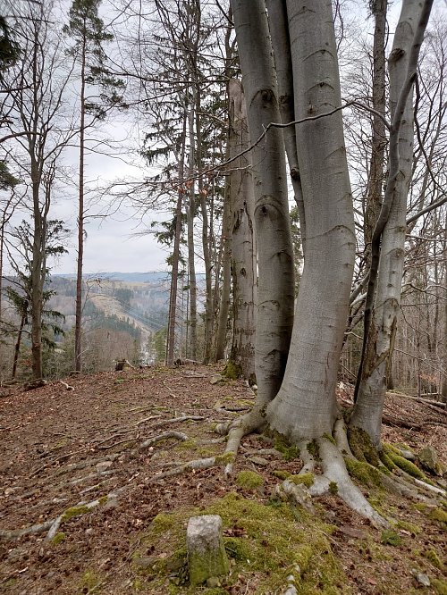 Bukovina, autor: Nojby