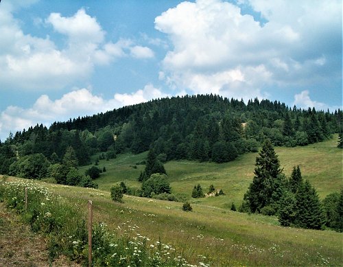 Bukovina