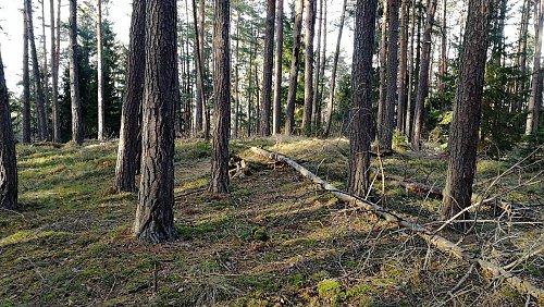 Štítovina - SZ vrchol