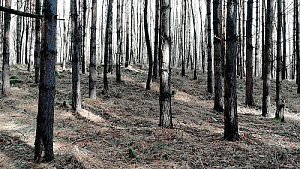 Pastviště - V vrchol