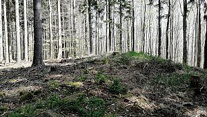 Nad Jaronínskou bučinou