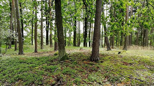 Nad Lipanovicemi - S vrchol, autor: Vladimír Grančay