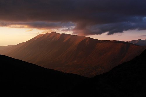 Ošljak, autor: Snownjeri, Wikimedia Commons