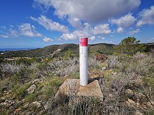 Pequeño Morella