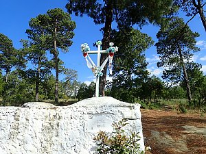 Tarjeta Memoria de bosque piňos Perote