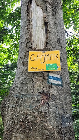 Gajnik