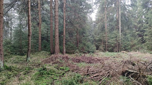 Jelení vrch - SZ vrchol