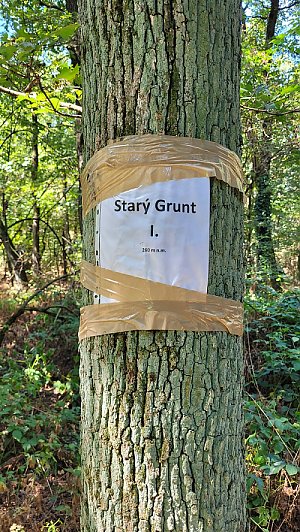 Starý grunt I.