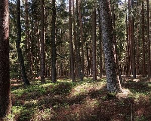 Surroundings