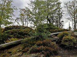 Kleiner Falkenstein