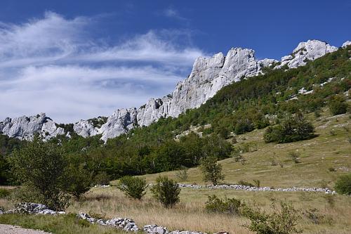 Žuti kuk